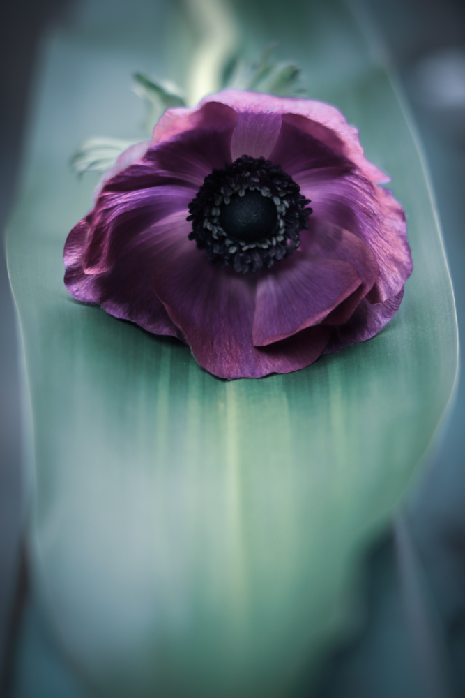Purple flower resting on a teal leaf